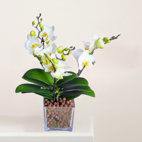 Mini Orchids Elegance