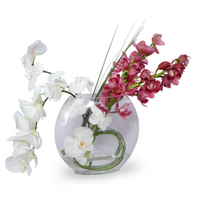 Phalaenopsis Orchid in Glass Vase Cream